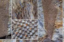 Dạng sống kỳ lạ 500 triệu tuổi ở Trung Quốc: Kết luận “ngã ngửa”