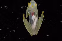 Kỳ lạ ếch thuỷ tinh trong suốt nhìn rõ toàn bộ bên trong cơ thể