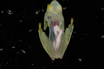 Kỳ lạ ếch thuỷ tinh trong suốt nhìn rõ toàn bộ bên trong cơ thể