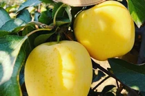 Táo mật vàng là hàng Tàu đội lốt Mỹ, Nhật