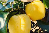 Táo mật vàng là hàng Tàu đội lốt Mỹ, Nhật