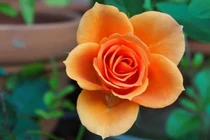 3 con giáp nhanh trí, khôn ngoan, vượng khí dồi dào