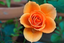 3 con giáp nhanh trí, khôn ngoan, vượng khí dồi dào