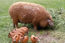 Kỳ lạ giống lợn siêu hiếm trên thế giới 