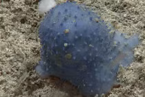 Sinh vật bí ẩn "chất nhờn xanh" ở dưới đáy Đại Tây Dương