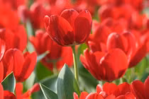 Người sinh vào 4 ngày Âm lịch này có số mệnh vàng mười 