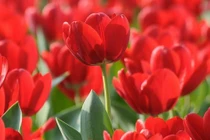 Người sinh vào 4 ngày Âm lịch này có số mệnh vàng mười 