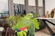 Những chú vẹt có giá nghìn đô: Biết nói tiếng người, hát hay, nhảy múa