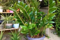 6 loại cây trồng trong nhà hút tài lộc, không khí trong lành