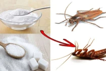 6 mẹo đuổi gián cực kỳ hiệu quả, không tốn một xu