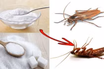 6 mẹo đuổi gián cực kỳ hiệu quả, không tốn một xu