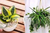 8 loại cây trồng trong nhà hút bức xạ điện từ, cực vượng phong thủy 