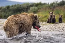 Gấu nâu mẹ ngụp lặn dưới nước kiếm cá nuôi con nhỏ 