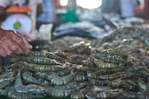 Bảo quản tôm vài tháng vẫn tươi mềm