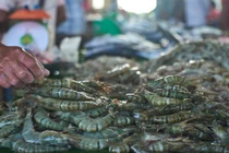 Bảo quản tôm vài tháng vẫn tươi mềm