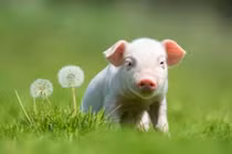 5 con giáp có vận đào hoa nở rộ nửa cuối năm 2024