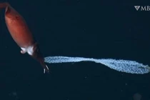 Phát hiện mực cái mang chuỗi trứng sáng lấp lánh như ngọc trai 