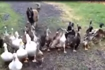 Video: Ngạc nhiên với cảnh chú chó đi...chăn vịt 