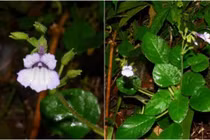 Loài hoa tuyệt đẹp trên thế giới chỉ có ở Việt Nam