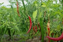 Mua ớt cứ nhìn vào điểm này, không cần thử cũng biết độ cay