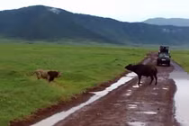 Video: Tự tin sức mạnh, sư tử tấn công trâu rừng và kết đắng 