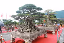 Choáng ngợp ngắm dàn cây cảnh giá trị hàng trăm tỷ đồng