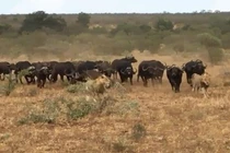 Video: Đàn trâu rừng đuổi sư tử chạy “té khói” 