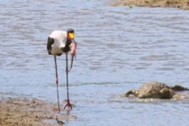 Video: 3 con chim săn mồi khét tiếng tranh nhau miếng ăn