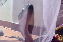 Trăn khổng lồ dài cả mét ló đầu vào giường "xin ngủ" cùng người