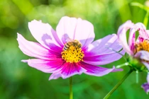 Sinh vào 6 ngày Âm lịch này, sự nghiệp nở rộ