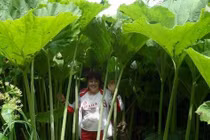 Vùng đất thần kỳ, cây cối khổng lồ, cứ như bước vào truyện cổ tích