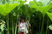 Vùng đất thần kỳ, cây cối khổng lồ, cứ như bước vào truyện cổ tích