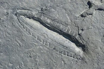 Phát hiện “bữa ăn lâu đời nhất” thế giới trong hóa thạch