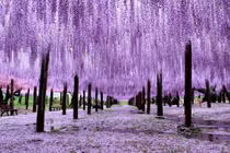 Trồng 4 cây sống lâu trăm tuổi này gia đình có thể hưng thịnh