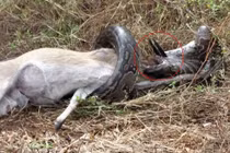 Video: Trăn khổng lồ bị linh dương đâm xuyên họng vì tham ăn 