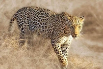 Video: Báo hoa mai bóc vỏ cây để săn cú mèo 