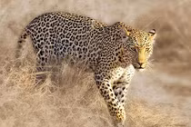 Video: Báo hoa mai bóc vỏ cây để săn cú mèo 