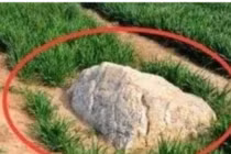 Ngọn núi nhỏ nhất thế giới, chỉ 0,6m nhưng không ai dám leo