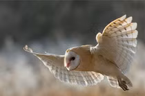 "Cánh cú mèo" giúp con người chế tạo động cơ và máy bay