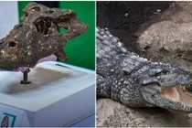 Hóa thạch cá sấu 230.000 năm tuổi từng được phát hiện ở Thái Lan