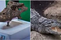 Hóa thạch cá sấu 230.000 năm tuổi từng được phát hiện ở Thái Lan