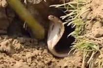 Clip: Tuyệt chiêu bắt rắn hổ mang độc đáo