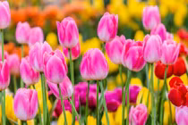 Tuần đầu năm 2023, 3 con giáp tài lộc bùng nổ, danh lợi về tay