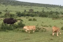 Video: Trâu rừng đuổi 4 con sư tử chạy “té khói” 
