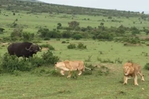 Video: Trâu rừng đuổi 4 con sư tử chạy “té khói” 