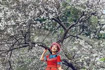 Thiếu nữ đua nhau đọ sắc bên hoa mận đẹp nao lòng