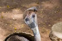 Đang ngủ thấy nhột chân, bật dậy thấy rắn hổ mang chui vào chăn