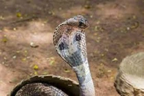 Đang ngủ thấy nhột chân, bật dậy thấy rắn hổ mang chui vào chăn