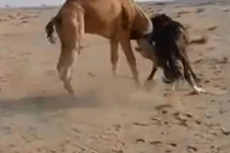 Video: Khiêu khích lạc đà, ngựa vằn nhận cái kết đau đớn
