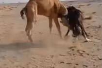 Video: Khiêu khích lạc đà, ngựa vằn nhận cái kết đau đớn
